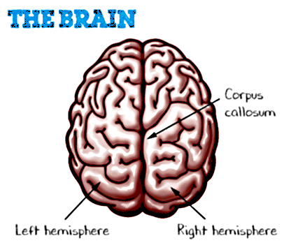 The Brain - Mindstretch School - Special needs school in Cape Town - Autism, ADHD, Learning delays.